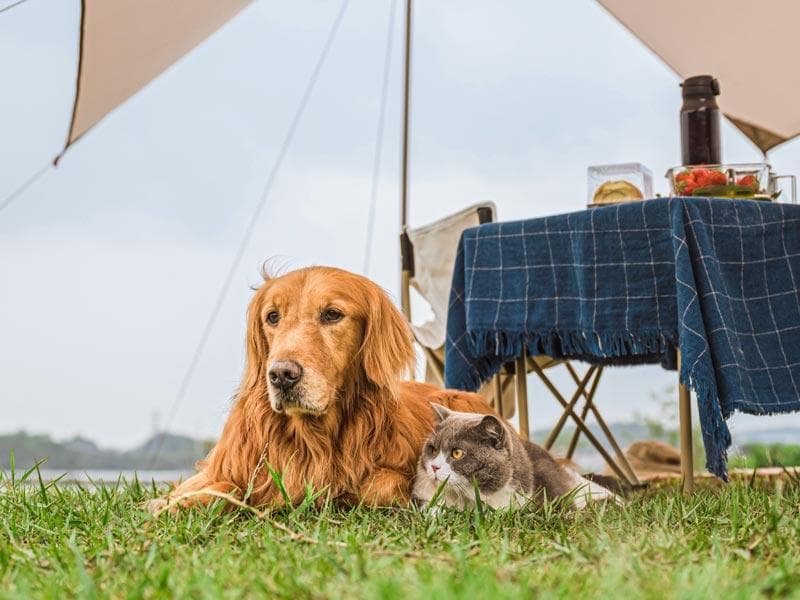 Outdoor lifestyle with pets traveling beyond the door